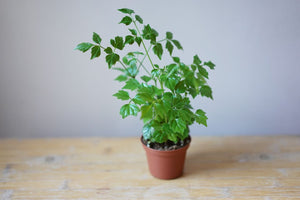 Radermachera Sinica 'Emerald Tree' - Greenly Plant Co