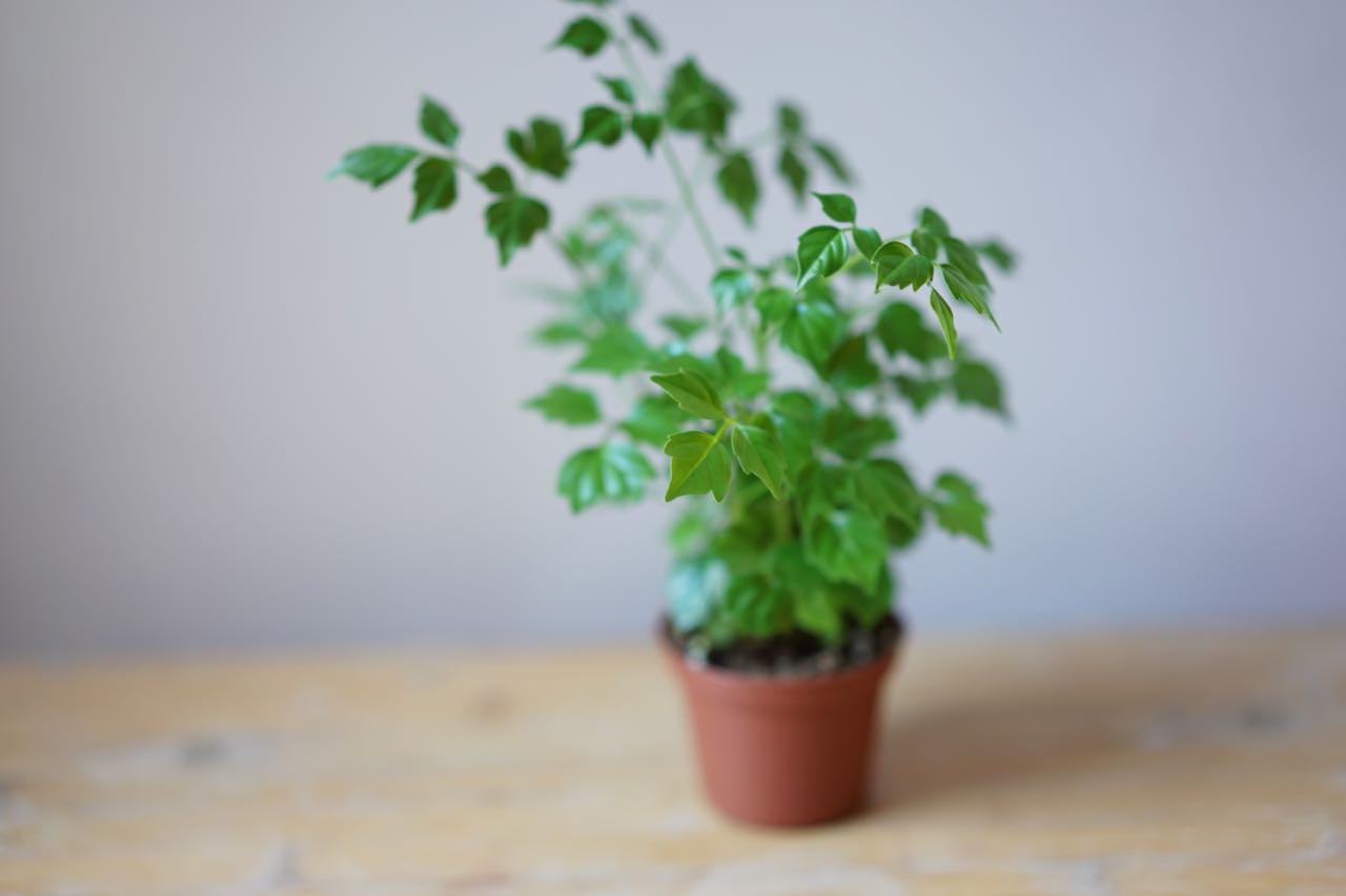 Radermachera Sinica 'Emerald Tree' - Greenly Plant Co
