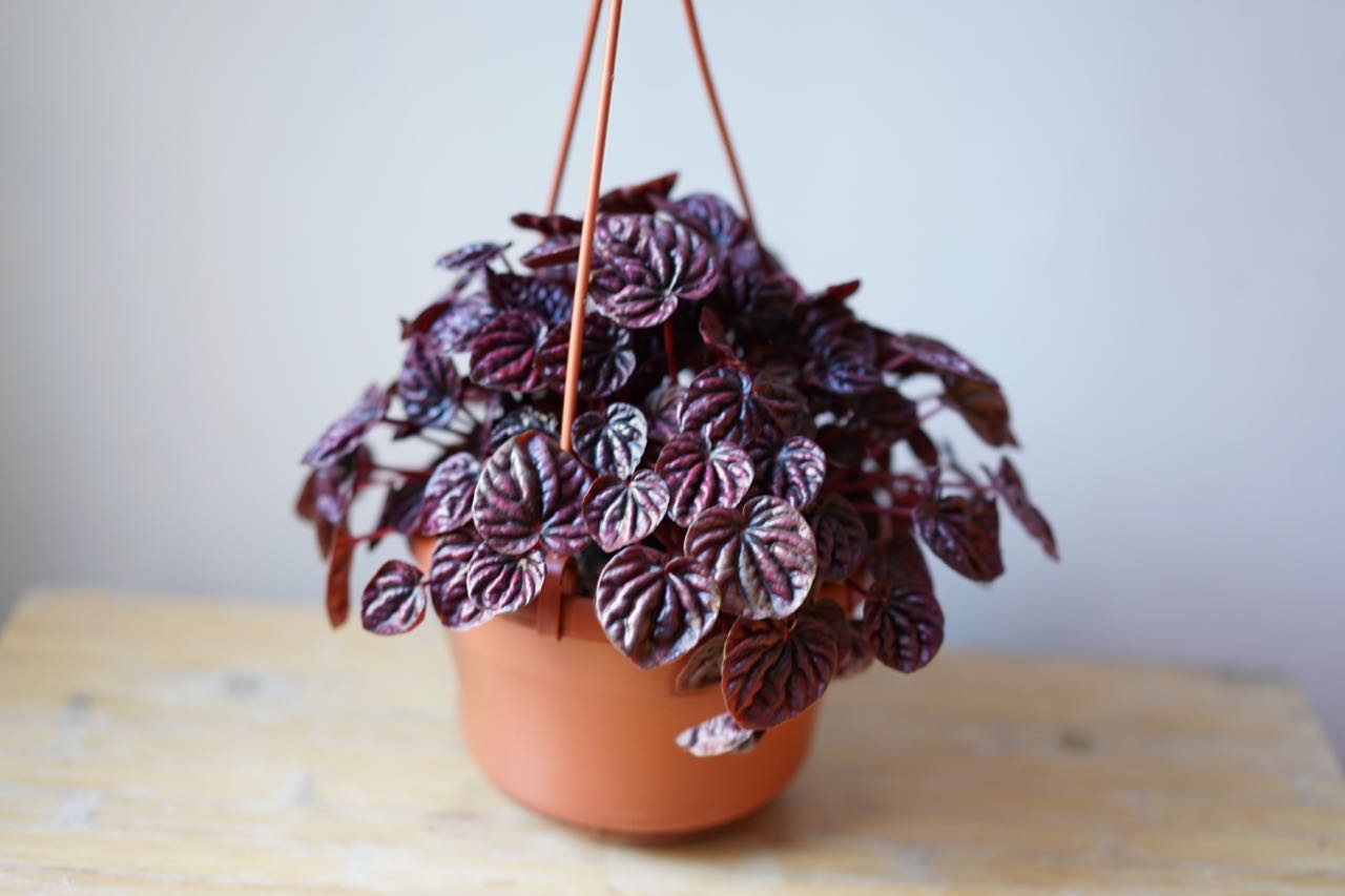Peperomia Caperata - 'Ripple Red' - Greenly Plant Co
