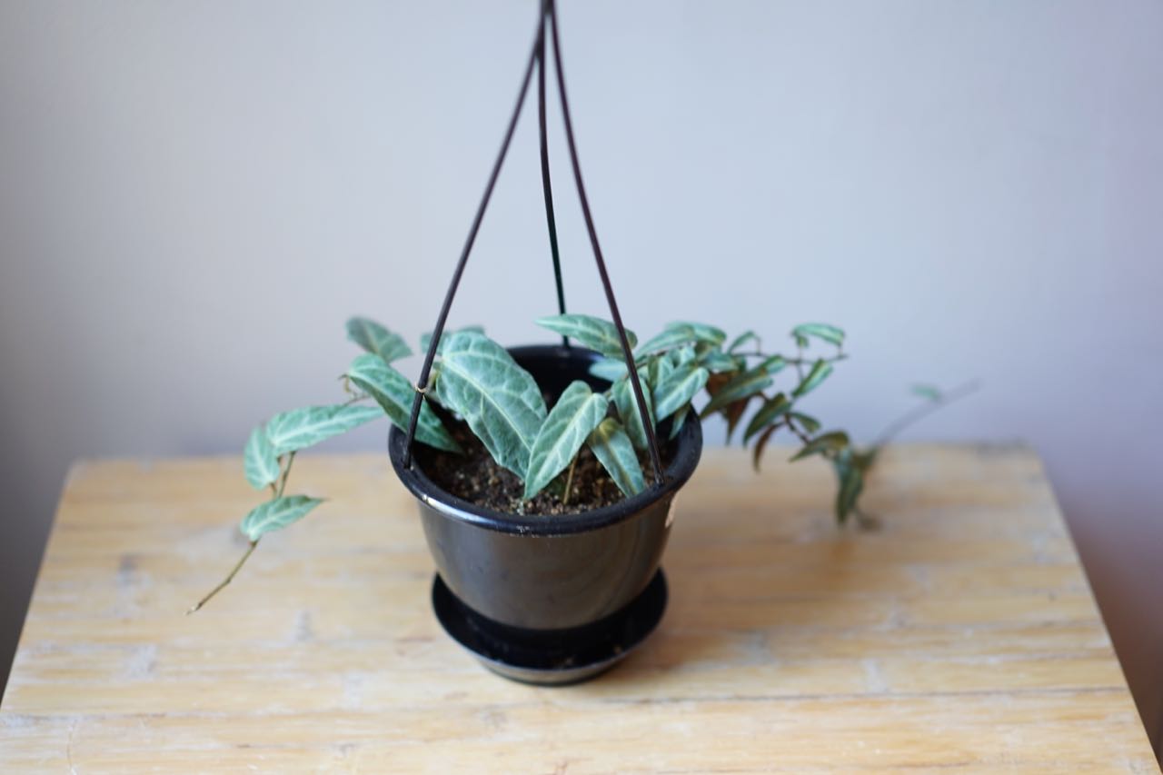 Cissus Amazonica - Greenly Plant Co