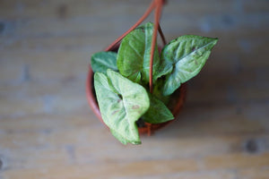 Syngonium Confetti - Greenly Plant Co