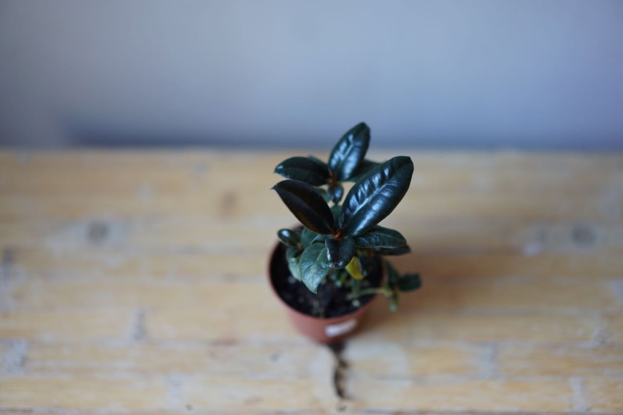 Ficus Elastica 'Burgundy' - Greenly Plant Co