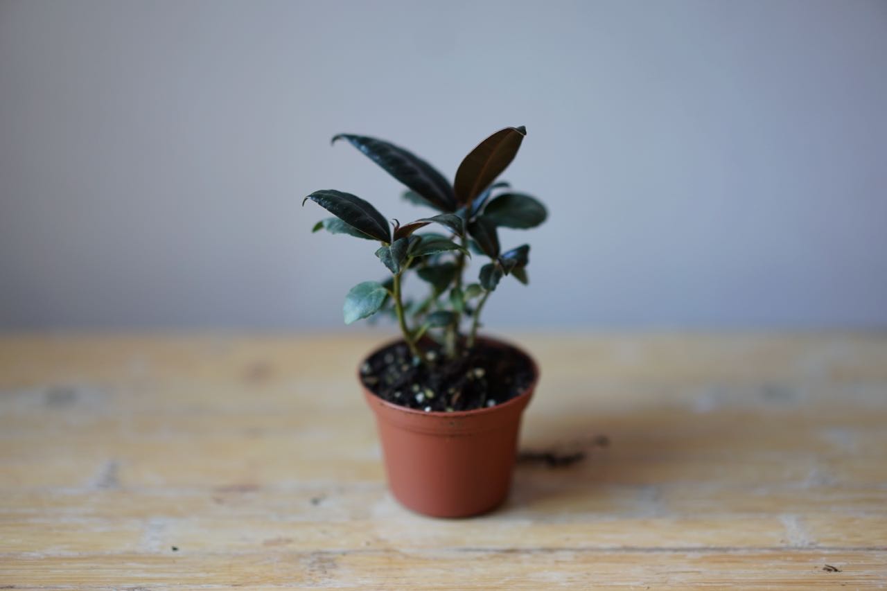 Ficus Elastica 'Burgundy' - Greenly Plant Co