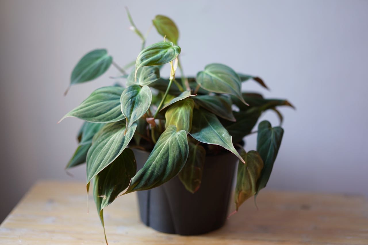 Philodendron Micans - Greenly Plant Co