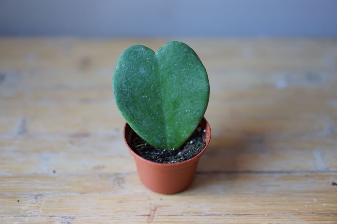 Hoya Kerri 'Hoya Heart' - Greenly Plant Co