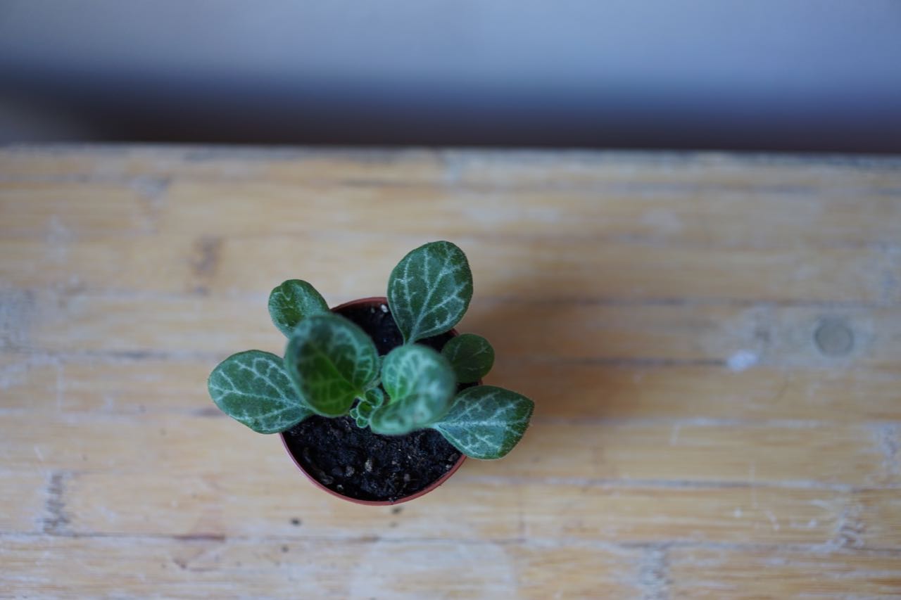 Primulina Yungfuensis 'Frosted Jade' - Greenly Plant Co