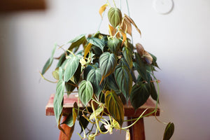 Open image in slideshow, Philodendron Micans - Greenly Plant Co
