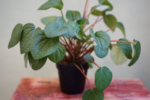 Peperomia Rana Verde - Greenly Plant Co