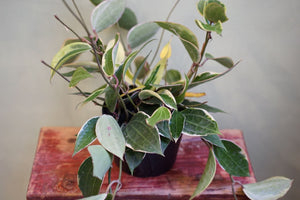Hoya Macrophylla - Greenly Plant Co