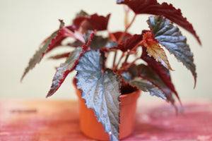 Begonia Black Magic - Greenly Plant Co