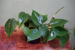 Philodendron Hederaceum 'Heartleaf' - Greenly Plant Co