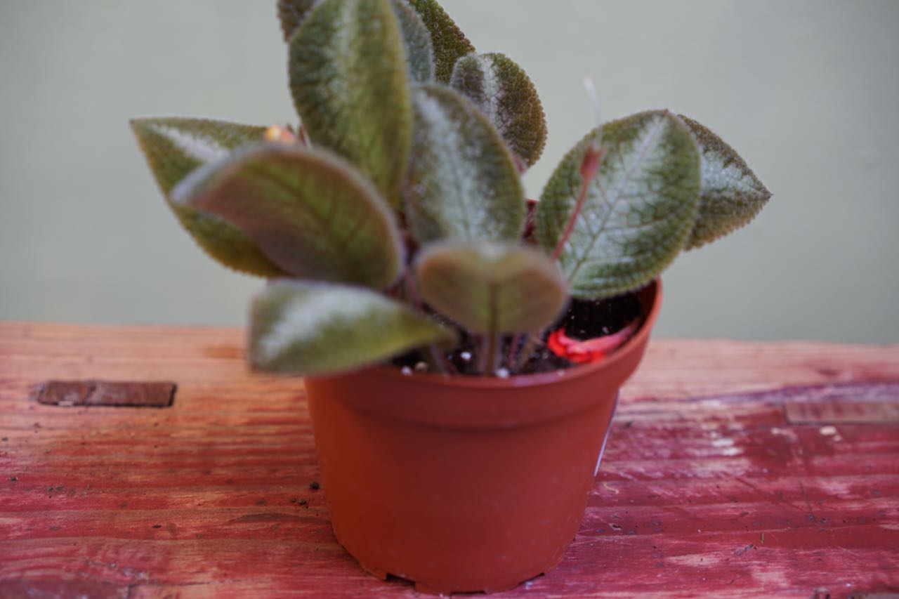 Episcia Plant - Greenly Plant Co