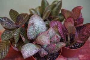 Episcia Plant - Greenly Plant Co