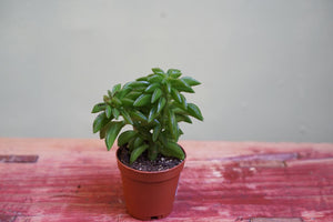 Peperomia Axillaris - Greenly Plant Co