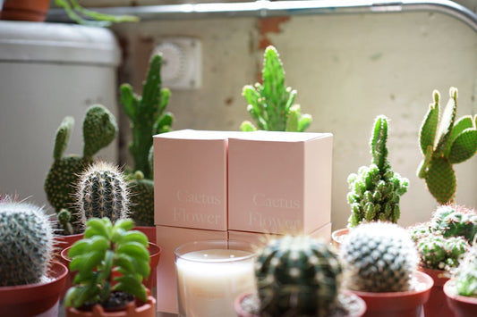 Assorted Cactus - Greenly Plant Co