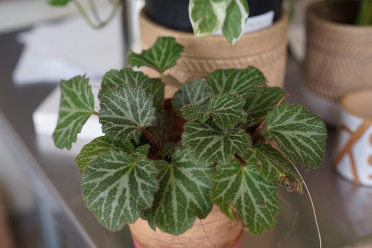 Strawberry Begonia - Greenly Plant Co