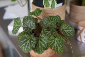 Strawberry Begonia - Greenly Plant Co