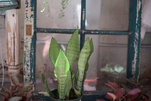 Sansiveria Moonshine Snake Plant - Greenly Plant Co