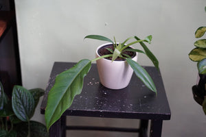 Open image in slideshow, Philodendron Jungle Boogie - Greenly Plant Co
