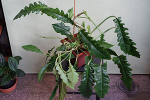 Philodendron Jungle Boogie - Greenly Plant Co