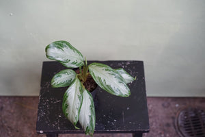 Open image in slideshow, Aglaonema Silver Bay - Greenly Plant Co
