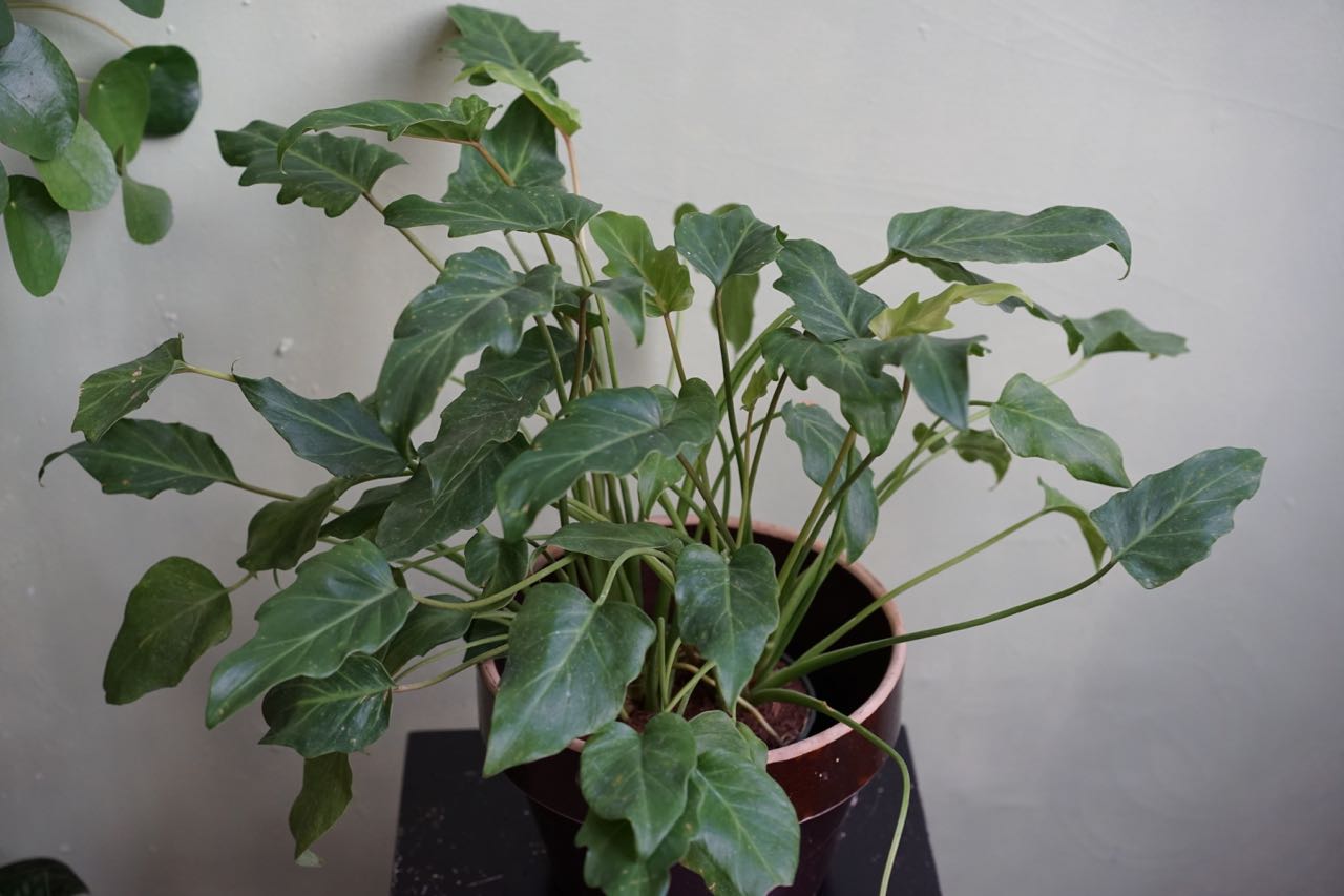 Philodendron Xanadu - Greenly Plant Co