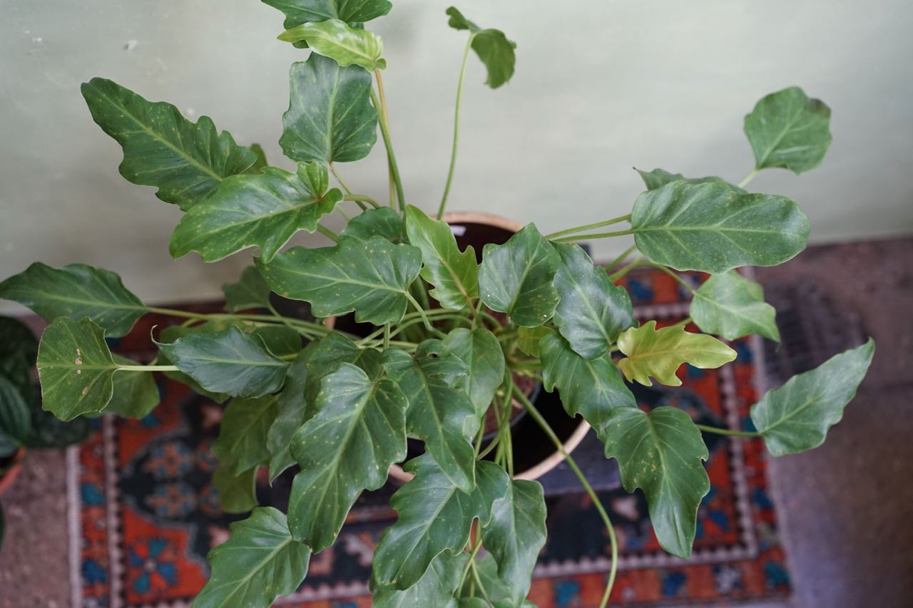 Philodendron Xanadu - Greenly Plant Co