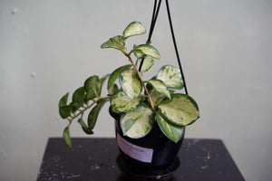 Hoya Australis Lisa - Greenly Plant Co