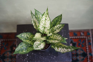 Aglaonema White Hybrid - Greenly Plant Co