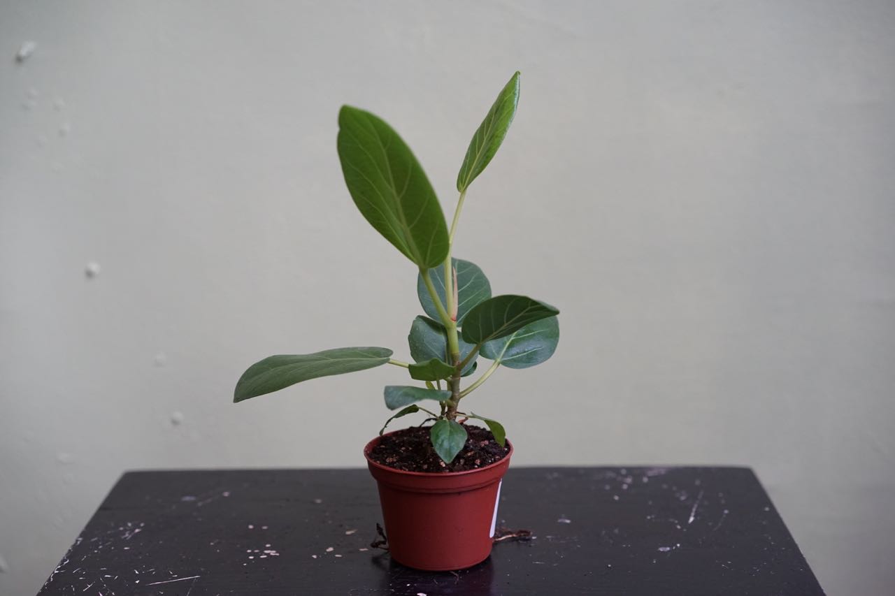 Ficus Audrey - Greenly Plant Co