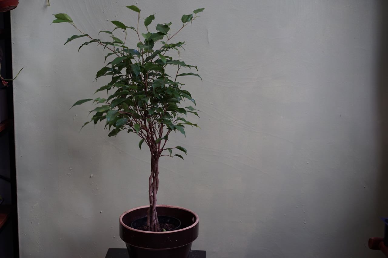Ficus Benjamina - Green Braid - Greenly Plant Co
