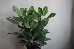 Ficus Audrey - Greenly Plant Co