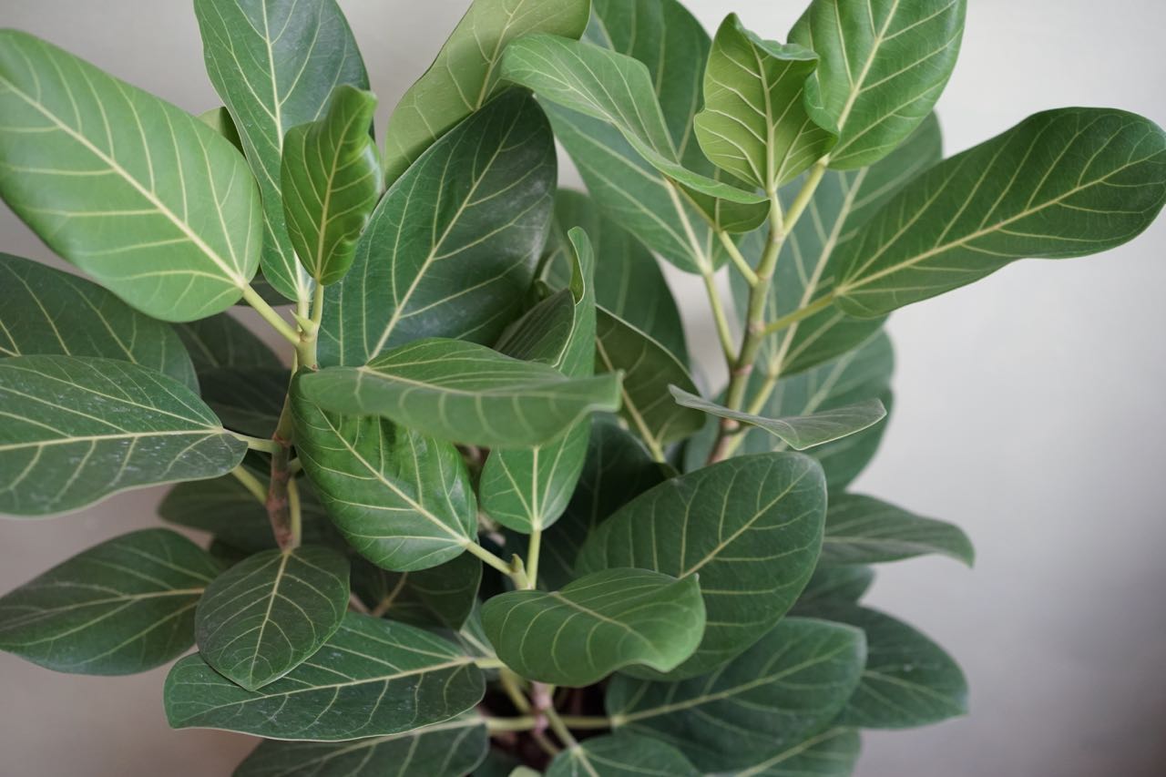 Ficus Audrey - Greenly Plant Co