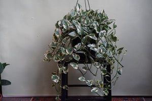 Epipremnum Aureum 'Pearls and Jade Pothos' - Greenly Plant Co