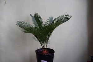 Palm Sago - Greenly Plant Co