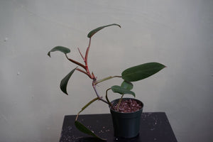 Philodendron Red Emerald - Greenly Plant Co