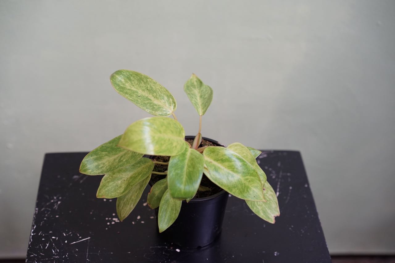 Philodendron Painted Lady - Greenly Plant Co