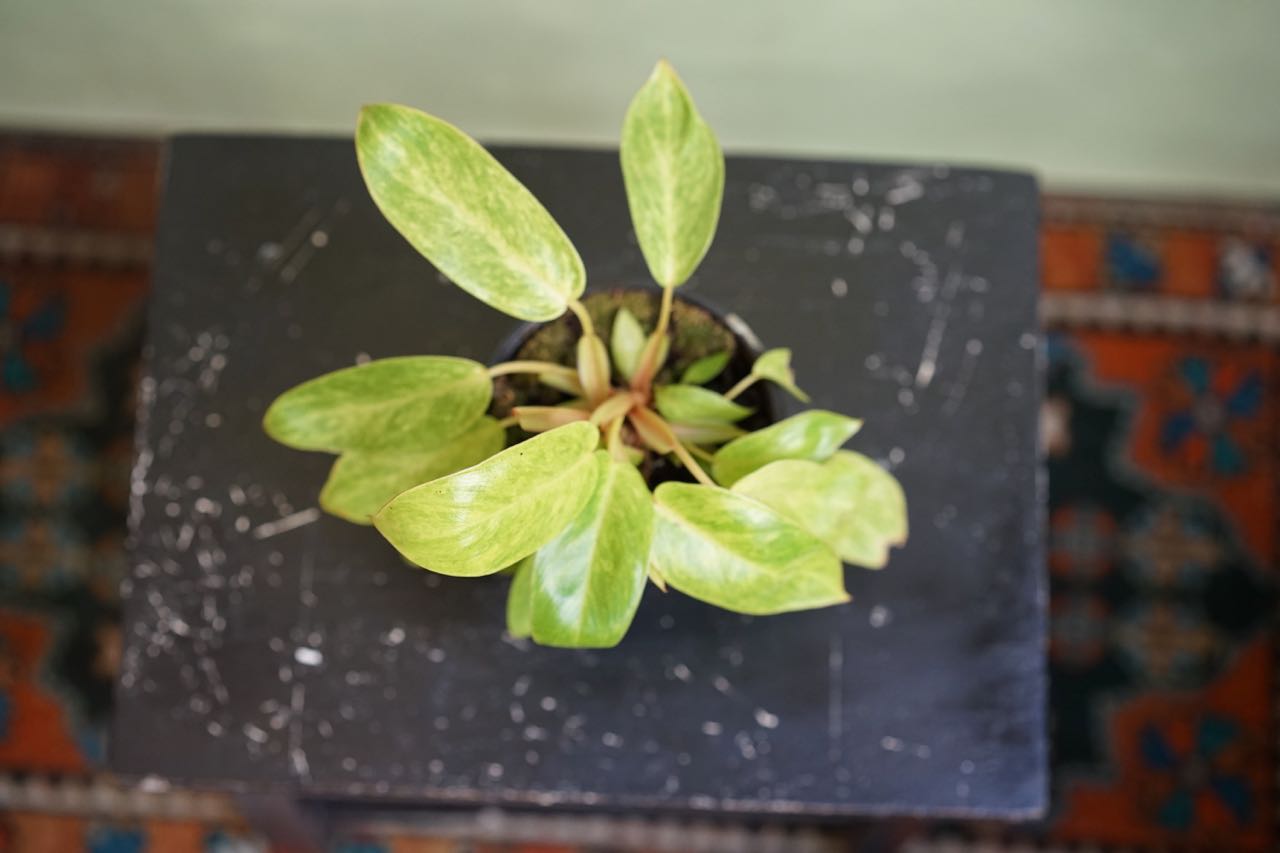 Philodendron Painted Lady - Greenly Plant Co