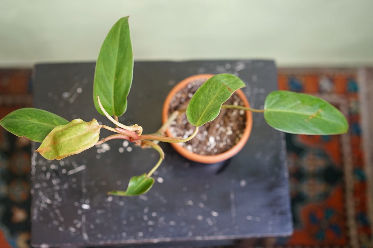 Philodendron Painted Lady - Greenly Plant Co