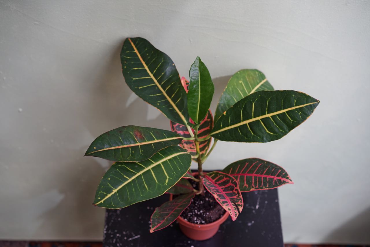 Croton Petra - Greenly Plant Co