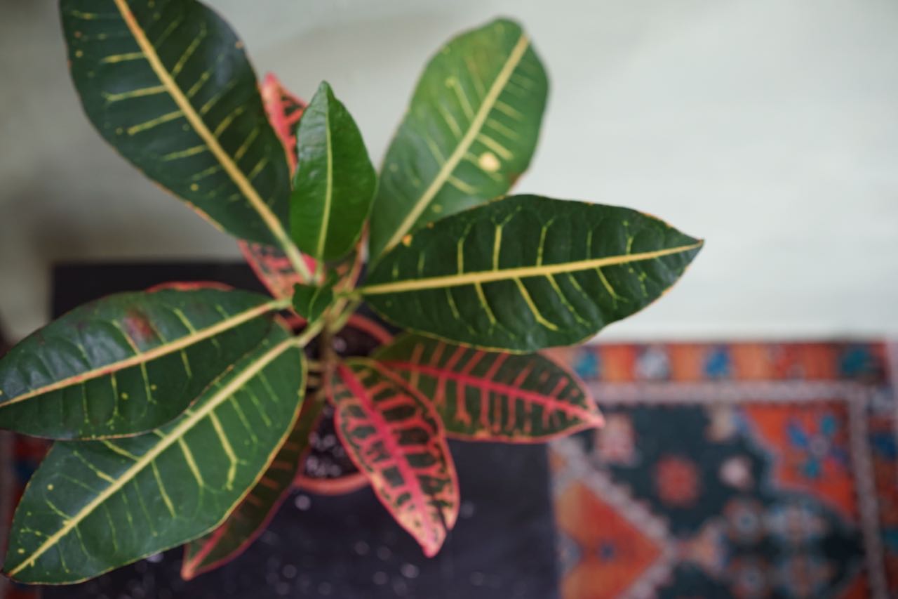 Croton Petra - Greenly Plant Co