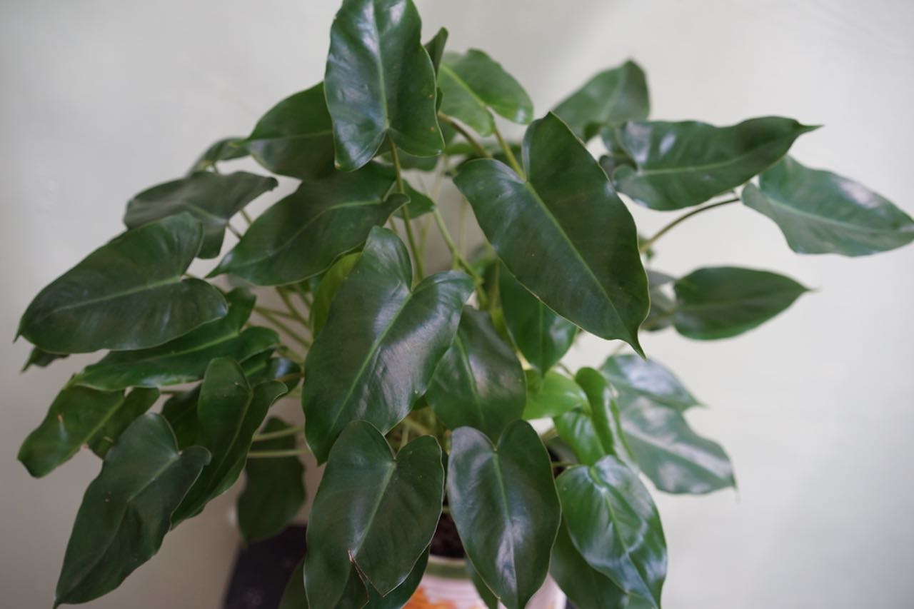 Philodendron Burle Marx - Greenly Plant Co