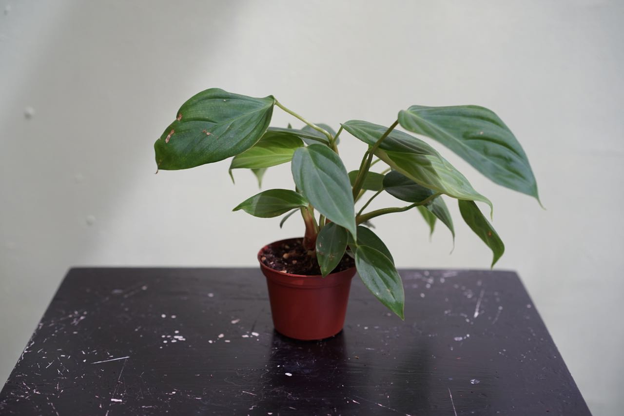 Philodendron Fuzzy Petiole - Greenly Plant Co