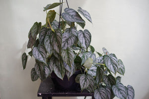 Open image in slideshow, Philodendron Brandtianum - Greenly Plant Co
