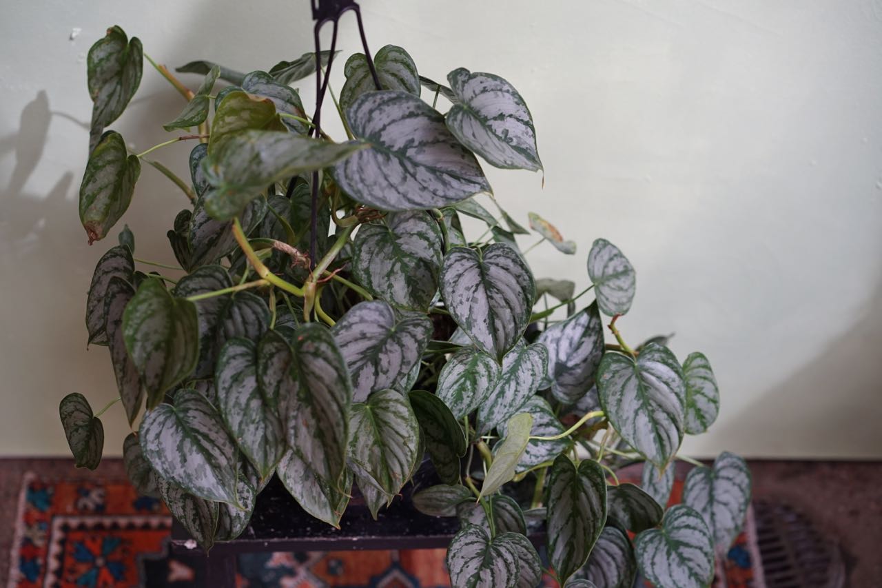 Philodendron Brandtianum - Greenly Plant Co