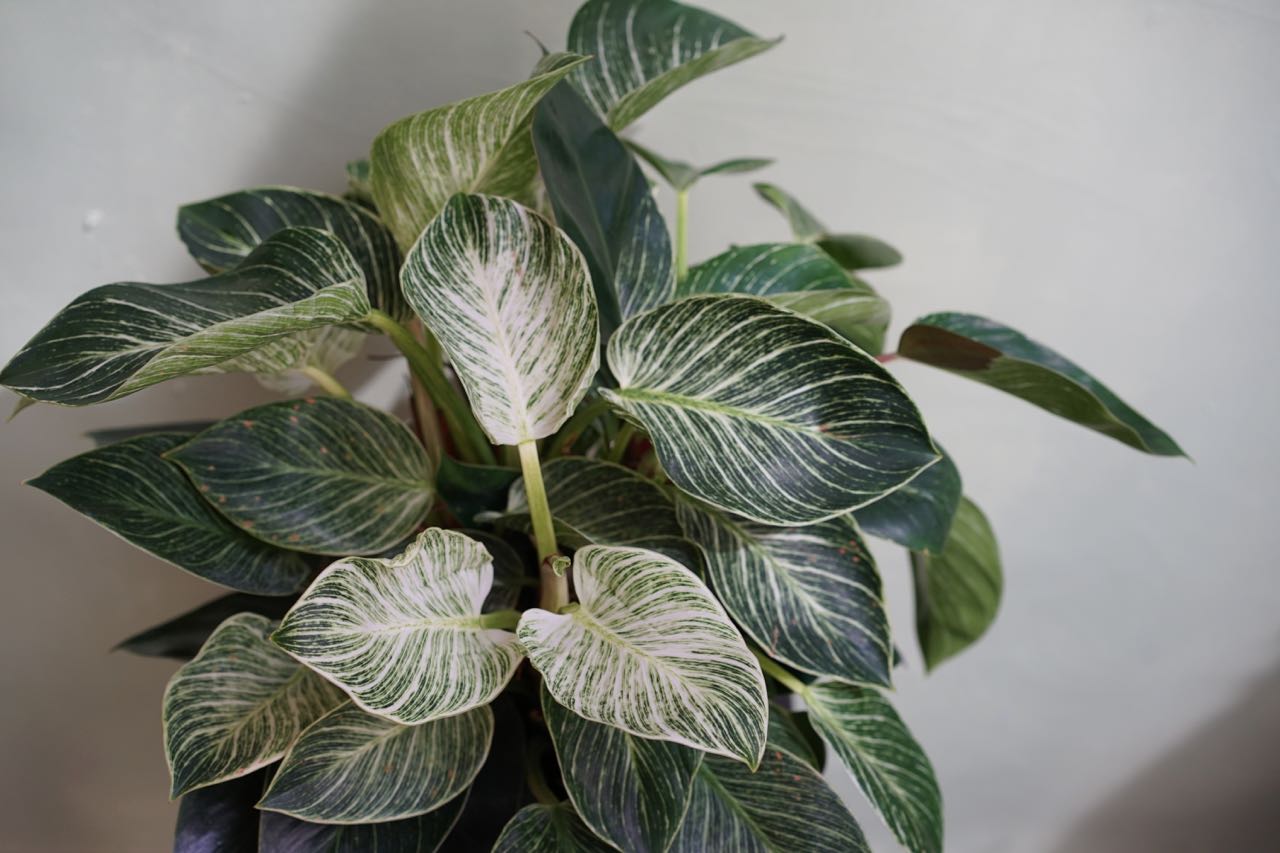 Philodendron Birken - Greenly Plant Co