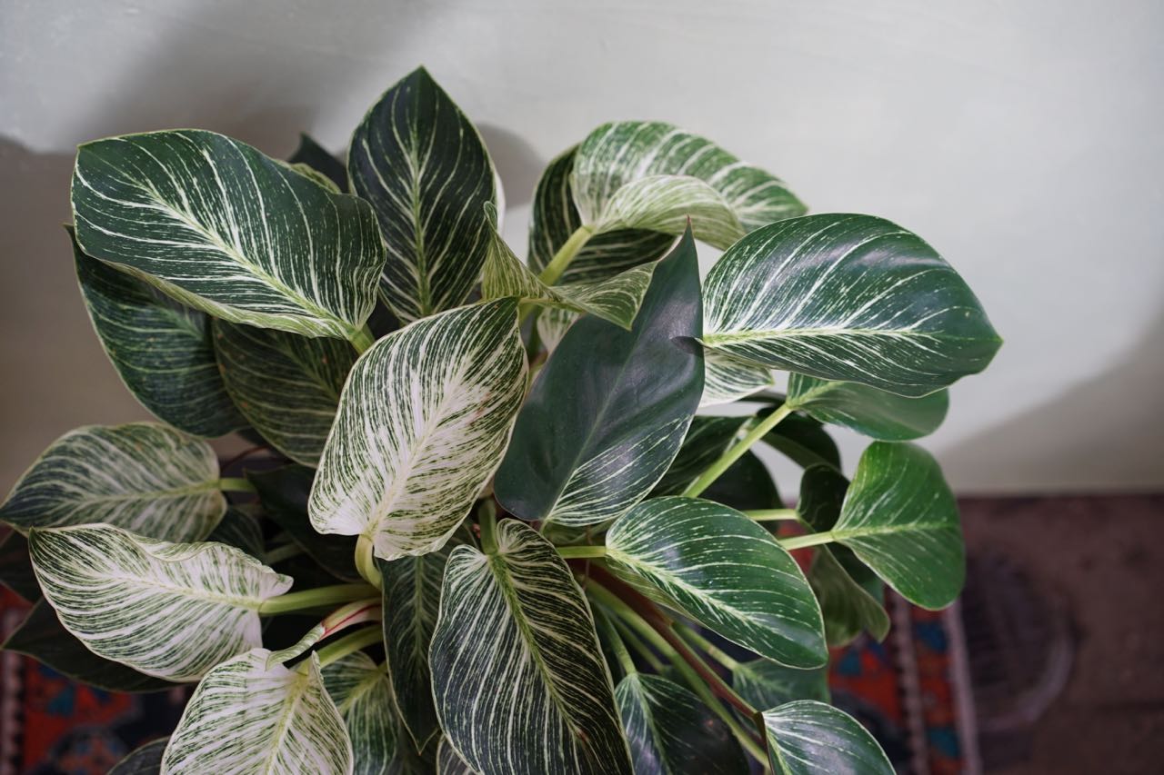Philodendron Birken - Greenly Plant Co