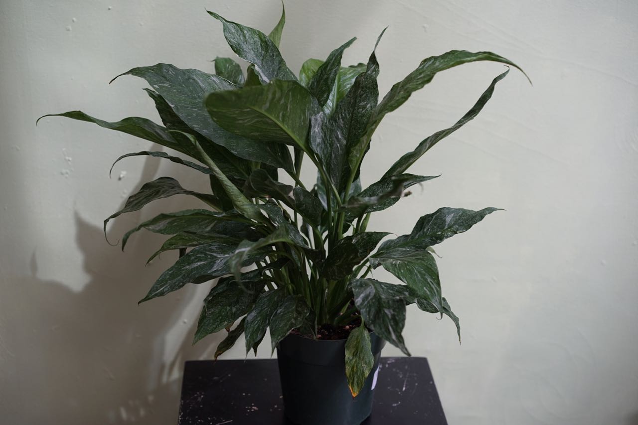 Spathiphyllum Domino 'Variegated Peace Lily' - Greenly Plant Co
