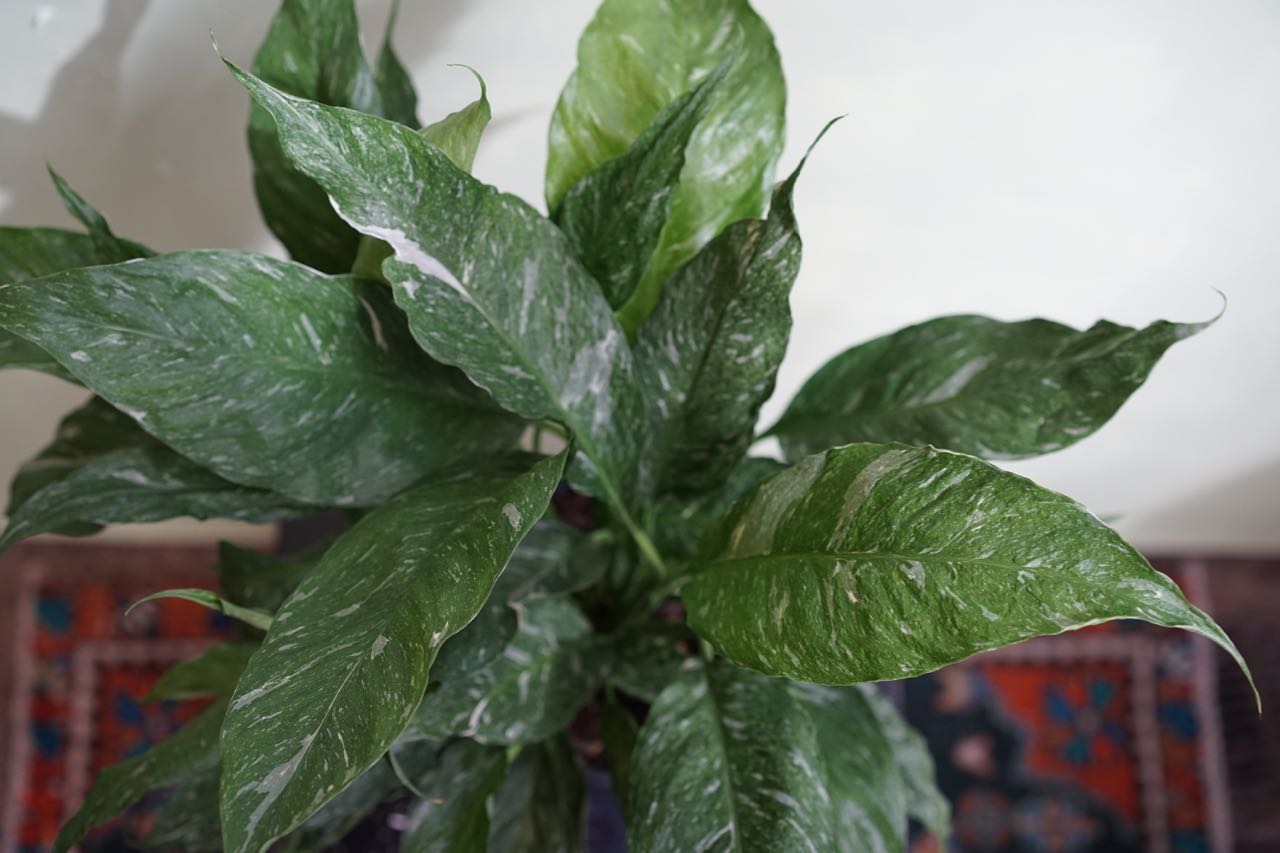 Spathiphyllum Domino 'Variegated Peace Lily' - Greenly Plant Co