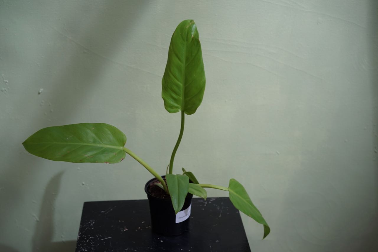 Philodendron Golden Melinonii - Greenly Plant Co